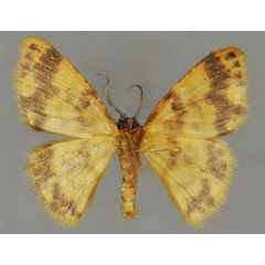 /filer/webapps/moths/media/images/F/felix_Lomographa_HT_ZSMb.jpg