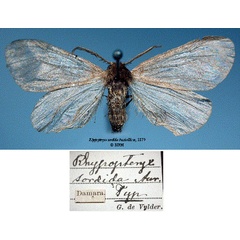 /filer/webapps/moths/media/images/S/sordida_Rhypopteryx_HT_SNHMa.jpg