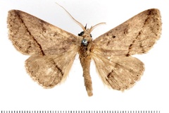 Ugia amaponda