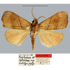 /filer/webapps/moths/media/images/S/salmonea_Paralephana_HT_MNHN.jpg