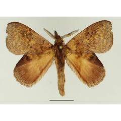 /filer/webapps/moths/media/images/S/siccifolia_Leipoxais_AM_Basquin_02.jpg