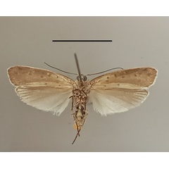 /filer/webapps/moths/media/images/C/coscineutis_Ethmia_A_MGCLb_01.jpg