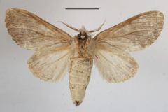 Desmeocraera basalis