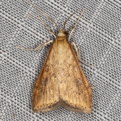 /filer/webapps/moths/media/images/F/ferrugalis_Udea_A_Heyns_02.JPG