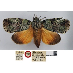 /filer/webapps/moths/media/images/B/brevicosta_Blenina_HT_NHMUK.jpg