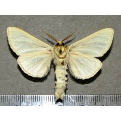 /filer/webapps/moths/media/images/S/simplex_Antheua_A_Goffb_01.jpg