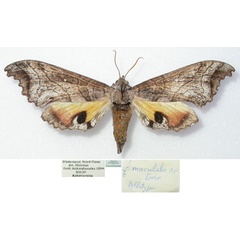 /filer/webapps/moths/media/images/M/maculalis_Polyptychus_PTF_MNHN.jpg