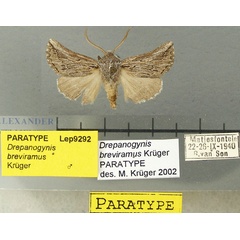 /filer/webapps/moths/media/images/B/breviramus_Drepanogynis_PT_TMSA.jpg