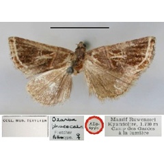 /filer/webapps/moths/media/images/P/phaeocala_Ozarba_AT_RMCA_01.jpg