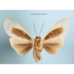 /filer/webapps/moths/media/images/A/androfusca_Amerila_AM_MGCLb_02.JPG