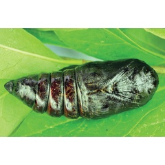 /filer/webapps/moths/media/images/S/sciron_Acrojana_P_Ihle.jpg