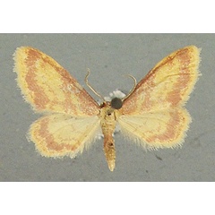 /filer/webapps/moths/media/images/L/laticlavia_Idaea_AM_TMSA_02.jpg