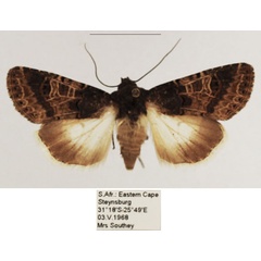 /filer/webapps/moths/media/images/B/bulgeri_Odontestra_AF_TMSA_01.jpg