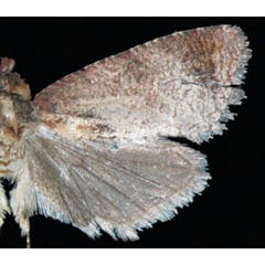 /filer/webapps/moths/media/images/B/batrachopa_Thaumatotibia_AM_Trematerra.jpg