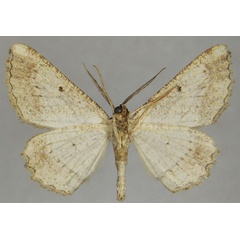 /filer/webapps/moths/media/images/A/arabica_Menophra_AM_ZSMb.jpg