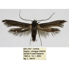 /filer/webapps/moths/media/images/C/catuliformis_Scythris_HT_NHMO_IyAdq8N.jpg