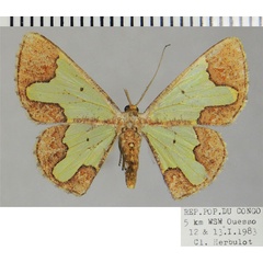 /filer/webapps/moths/media/images/S/serrula_Zamarada_AF_ZSM.jpg