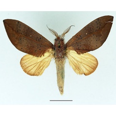 /filer/webapps/moths/media/images/D/destituta_Brachychira_AM_Basquin_03.jpg