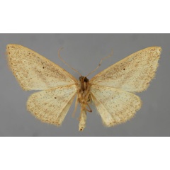 /filer/webapps/moths/media/images/D/dimoeroides_Scopula_PT_ZSM_02.jpg