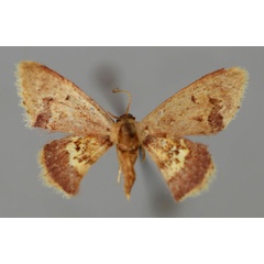 /filer/webapps/moths/media/images/P/purpurascens_Idaea_A_ZSM_01.jpg