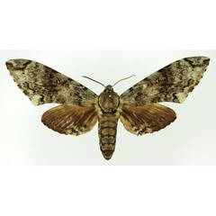 /filer/webapps/moths/media/images/F/ferax_Covelliana_AF_Basquin.jpg