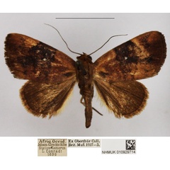/filer/webapps/moths/media/images/P/phaeopepla_Negeta_AF_NHMUK.jpg