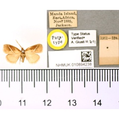 /filer/webapps/moths/media/images/O/obliquilinea_Macroplectra_PT_BMNH.jpg