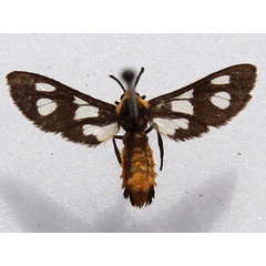 /filer/webapps/moths/media/images/F/fulvescens_Trichaeta_A_Goff_01.jpg