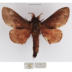 /filer/webapps/moths/media/images/O/obscurum_Eutricha_AM_TMSA_02_d4NgWgD.jpg