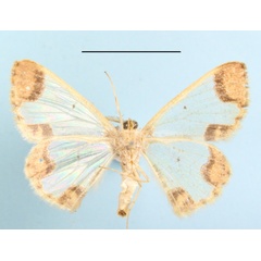 /filer/webapps/moths/media/images/I/iobathra_Zamarada_A_MGCLb_01.JPG