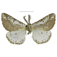 /filer/webapps/moths/media/images/A/atacta_Rhodophthitus_HT_TMSA.jpg