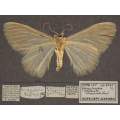 /filer/webapps/moths/media/images/D/disparata_somaliata_Scopula_PTF_OUMNHb_01.jpg