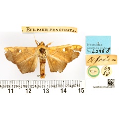 /filer/webapps/moths/media/images/P/penetrata_Episparis_HT_BMNH.jpg