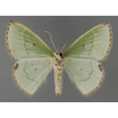 /filer/webapps/moths/media/images/P/punctaria_Comibaena_A_ZSM_02.jpg