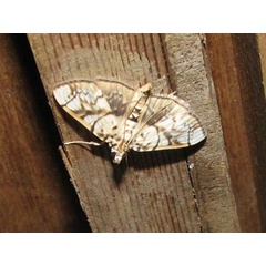 /filer/webapps/moths/media/images/T/trogobasalis_Chalcidoptera_A_Goff_02.jpg