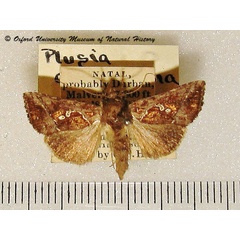 /filer/webapps/moths/media/images/C/chalcedona_Thysanoplusia_A_OUMNH.jpg