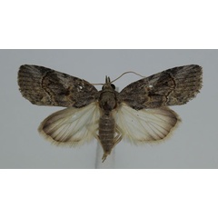 /filer/webapps/moths/media/images/D/docilis_Characoma_A_JMonks_01.jpg