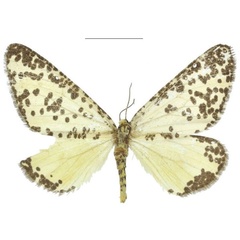/filer/webapps/moths/media/images/E/elegans_Nothabraxas_PTF_ZSM_01.jpg