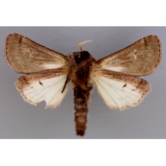 /filer/webapps/moths/media/images/T/trinota_Afrogortyna_A_RMCA_02.jpg