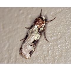/filer/webapps/moths/media/images/I/ignicollis_Mentaxya_A_Roland_03.jpg