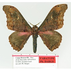 /filer/webapps/moths/media/images/C/caliginosa_Micragone_PT_Basquin.jpg