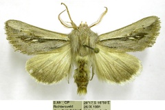 Ectochela albilunata