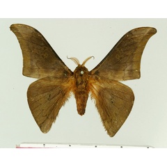 /filer/webapps/moths/media/images/D/diabolicum_Orthogonioptilum_AM_Basquin.jpg