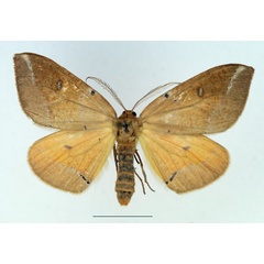 /filer/webapps/moths/media/images/C/complanata_Omizodes_AF_TMSA.jpg