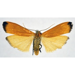 /filer/webapps/moths/media/images/X/xanthopa_Muxta_AM_NHMO.jpg