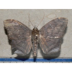 /filer/webapps/moths/media/images/L/lumma_Taviodes_A_Goffa_01.jpg