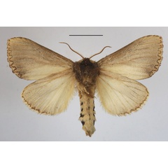 /filer/webapps/moths/media/images/L/lungu_Antheua_A_MGCLb_01.JPG