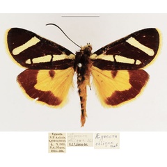 /filer/webapps/moths/media/images/O/obliqua_Aegocera_AM_TMSA_02.jpg