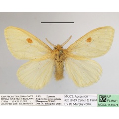 /filer/webapps/moths/media/images/C/crocosticta_Euproctis_AF_MGCLa_04.JPG