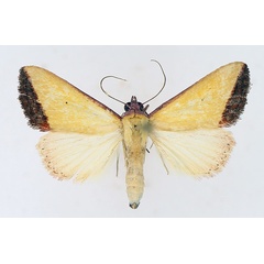 /filer/webapps/moths/media/images/S/subflavalis_Phytometra_AM_TMSA_01.jpg